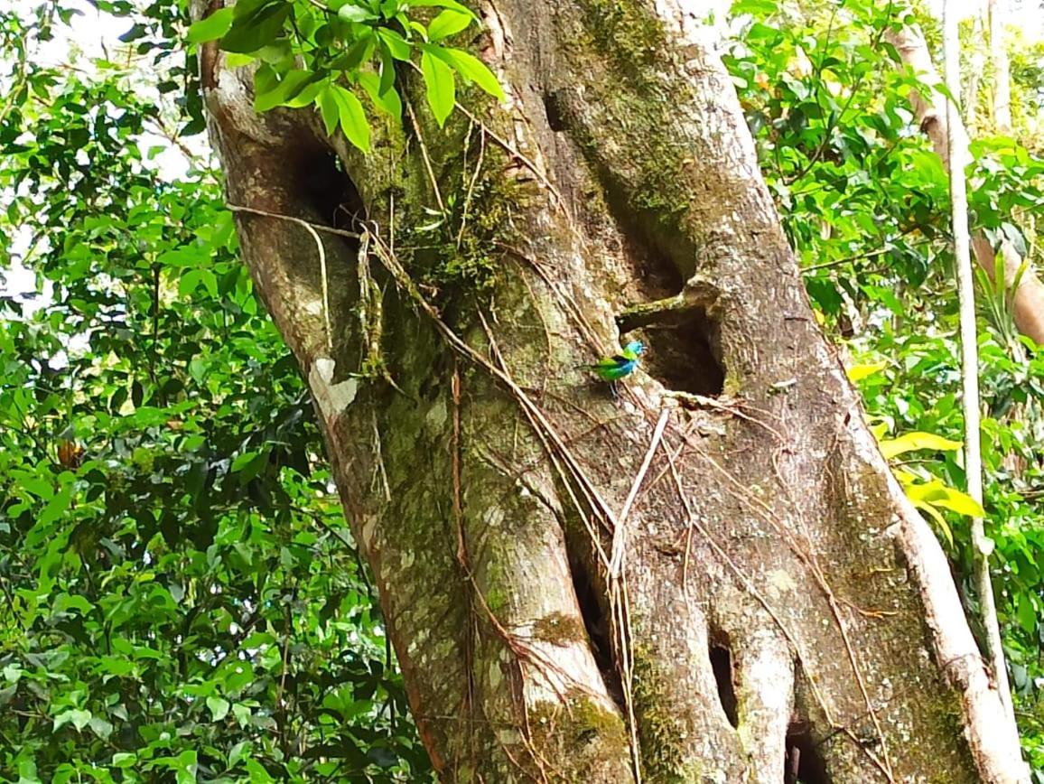 Recanto Da Margo 1, Casa Com Acesso A Cachoeira Paraty Exterior foto