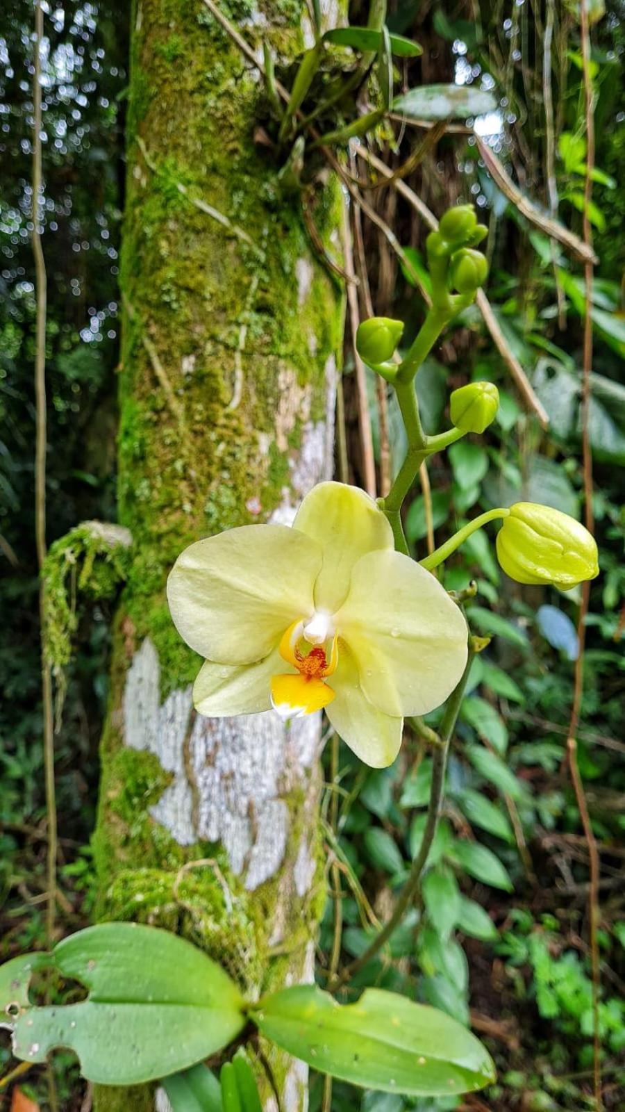 Recanto Da Margo 1, Casa Com Acesso A Cachoeira Paraty Exterior foto