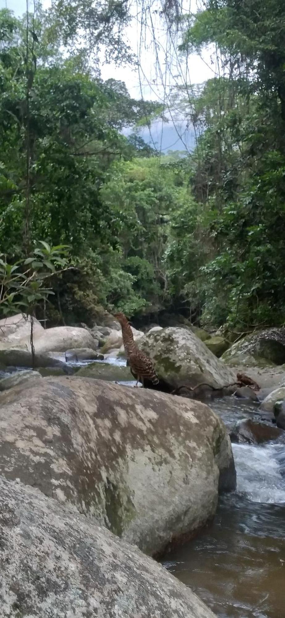 Recanto Da Margo 1, Casa Com Acesso A Cachoeira Paraty Exterior foto
